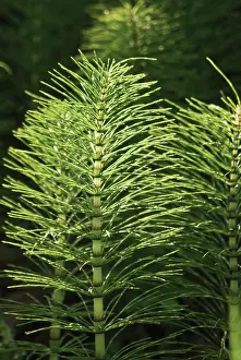 Equisetum: Horsetail