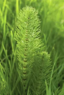 Equisetum: Horsetail