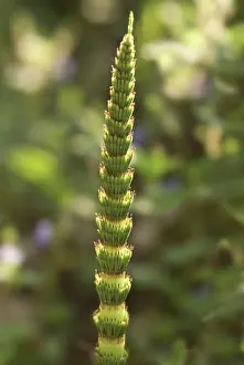 Equisetum: Horsetail