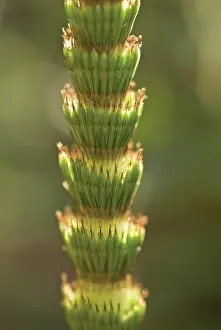 Equisetum: Horsetail