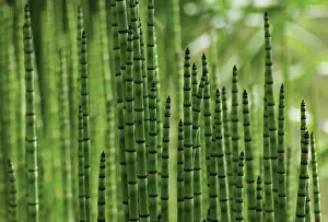 Equisetum: Horsetail