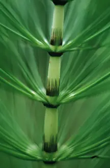 Equisetum: Horsetail