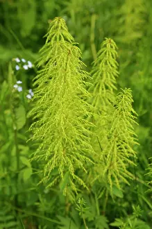 Equisetum: Horsetail