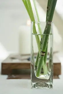 Minimal: Horsetail