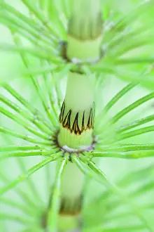 Equisetum: Horsetail