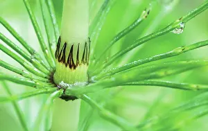 Equisetum: Horsetail