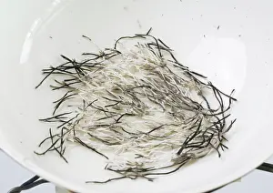 Remains: Horsetail