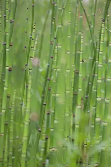 Tough: Horsetail
