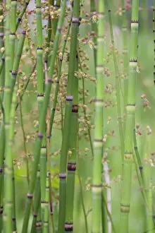 Equisetum: Horsetail