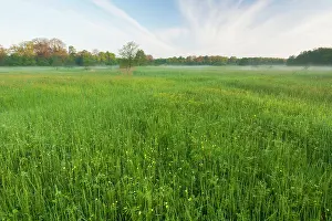 Esdorp: Horsetail