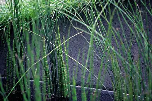 Crazy: Horsetail