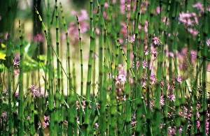 Layers: Horsetail