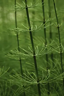 Layers: Horsetail