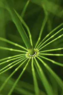 Skirt: Horsetail
