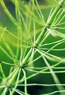 Layers: Horsetail