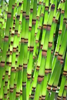250720: Horsetail Reed - Norfolk UK