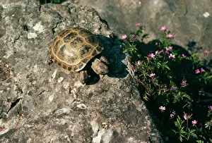 Emma Coghlan: HorsfieldIs Tortoise