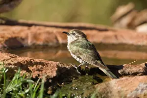 Horsfield: Horsfield's Bronze-Cuckoo - coming to drink at