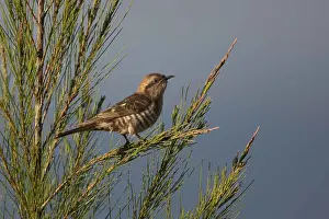 Tableland: Horsfield's Bronze Cuckoo - perched in a pine -