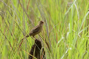Javanica: Horsfield's Bushlark / Singing Bushlark - Singing