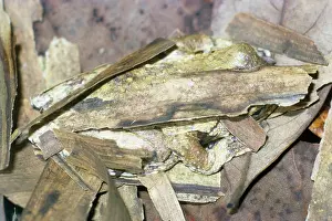 Amboinensis: Horst's Tree Frog - sheltering / hibernating