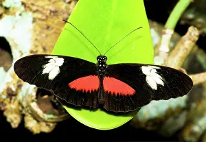 Bask: Hortense Butterfly