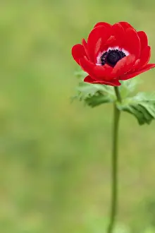 Hortensis: Horticultural anemone in bloom in a garden, spring