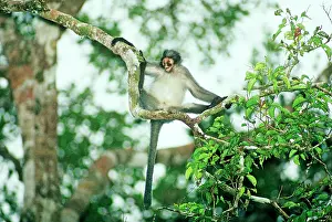 Presbytis: HoseIs langur / Grey leaf monkey - Hanging from branch