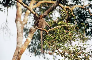 Presbytis: HoseIs Langur / Grey leaf monkey - In tree