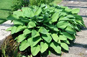 Hosta: HOSTA