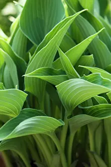 Overlapping: Hosta