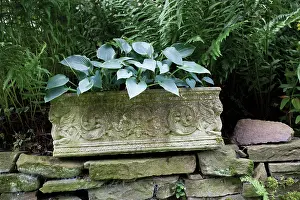 Hosta: Hosta