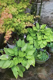 Courtyard: Hosta