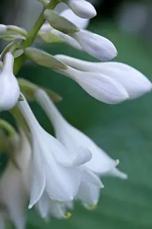 Pendulous: Hosta cultivar, Close up of white pendulous flowers