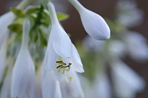 Ling: Hosta cultivar, White pendulous flowers with ling