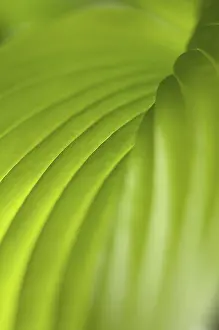 020617: Hosta, Green subject
