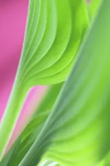 Hosta: Hosta, Green subject, Pink background