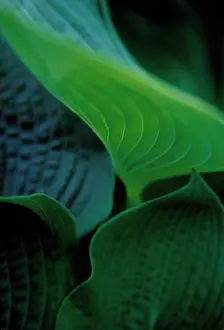 Hosta: Hosta