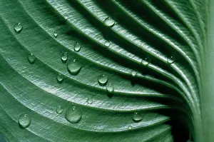 Hosta: Hosta