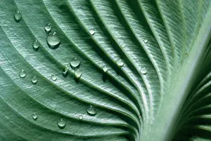 Hosta: Hosta