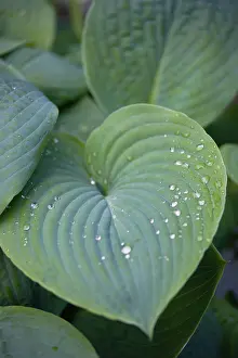 Hosta: Hosta