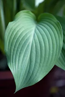 Hosta: Hosta