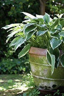 Hosta: Hosta
