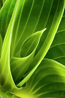 Hosta: Hosta