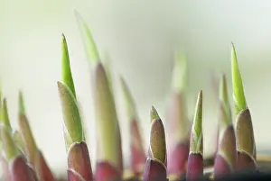Maturing: Hosta