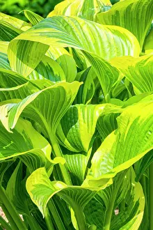 Shade: Hosta (Hosta montana) Aueromarginata