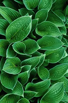 Hosta: Hosta