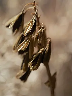 Final: Hosta
