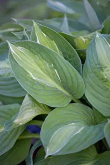 Hosta: Hosta