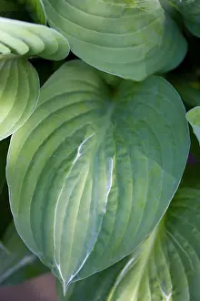 Hosta: Hosta